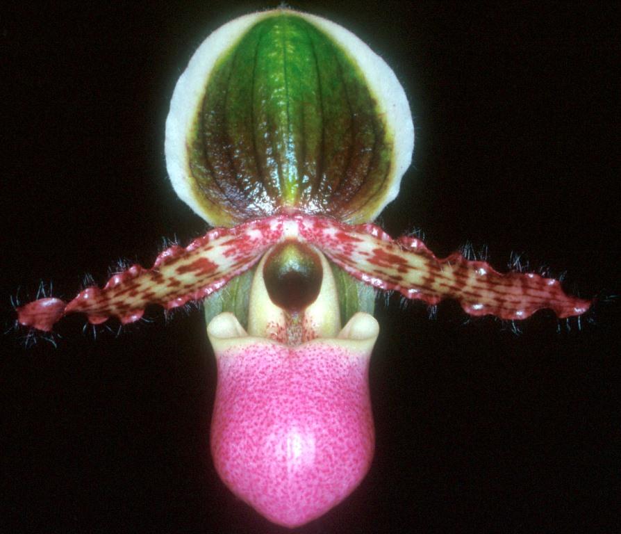 Paphiopedilum liemianum - AM/AOC