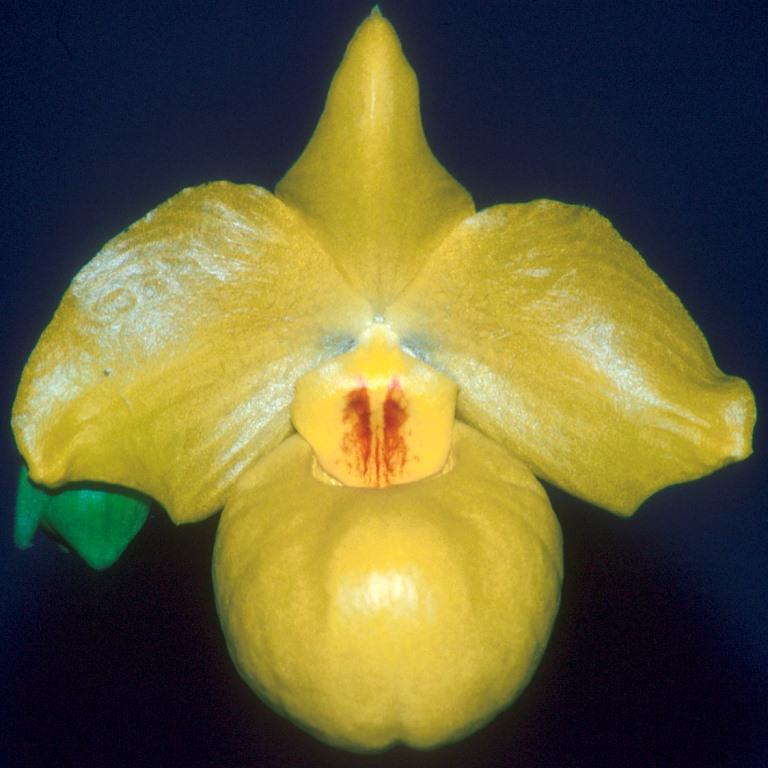 Paphiopedilum armeniacum - AM/AOC