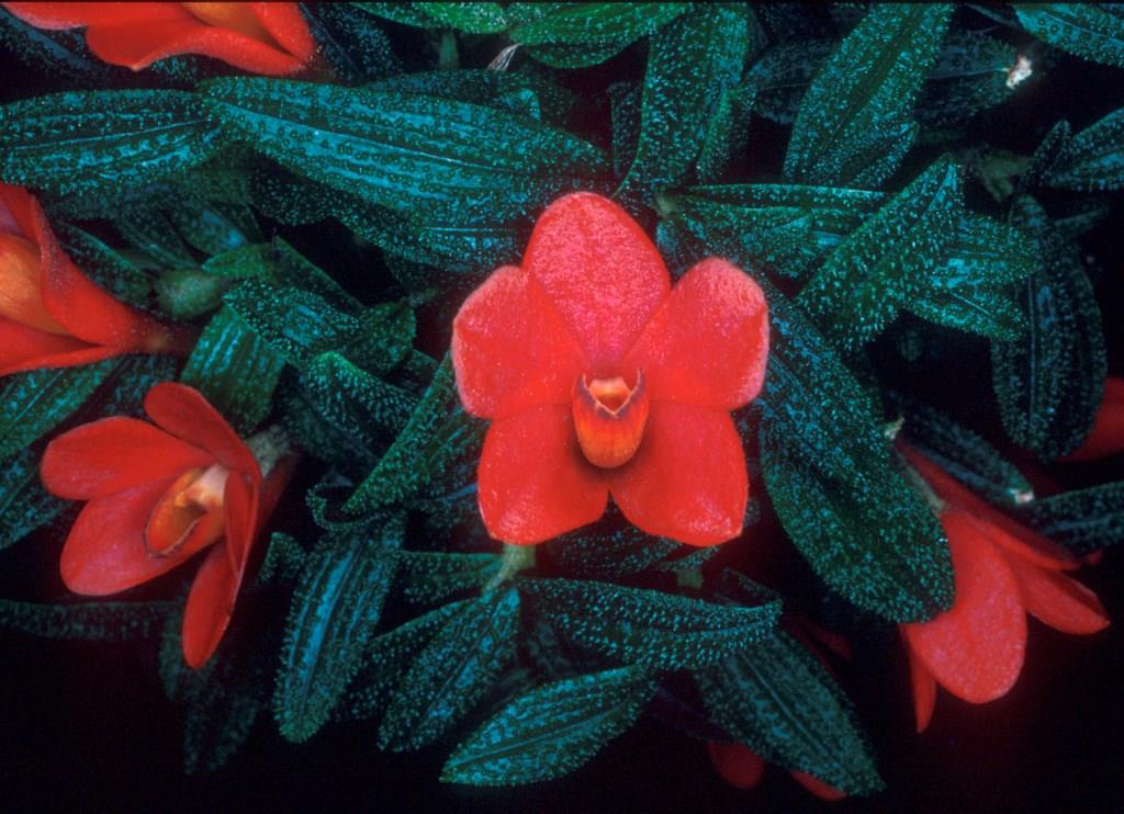 Dendrobium cuthbertsonii - HCC/AOC