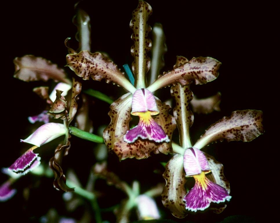 Cattleya schilleriana - photo 2