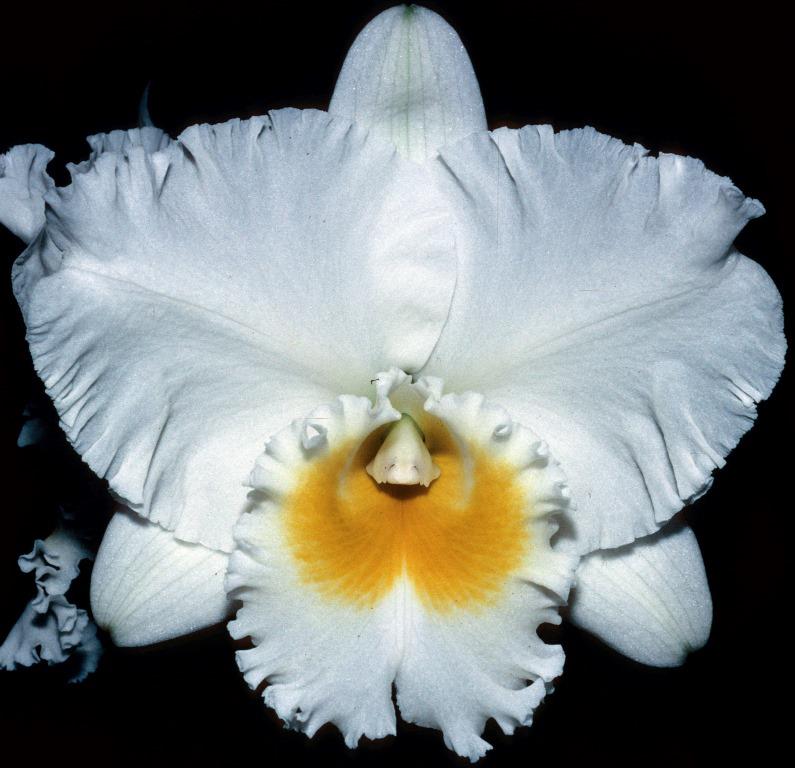 Rhyncholaeliocattleya Chincogan - AM/AOC