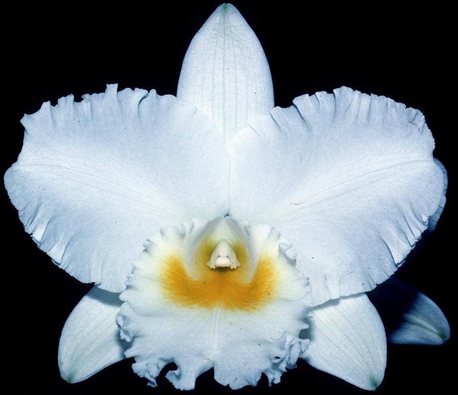 Rhyncholaeliocattleya Chincogan - AM/AOC