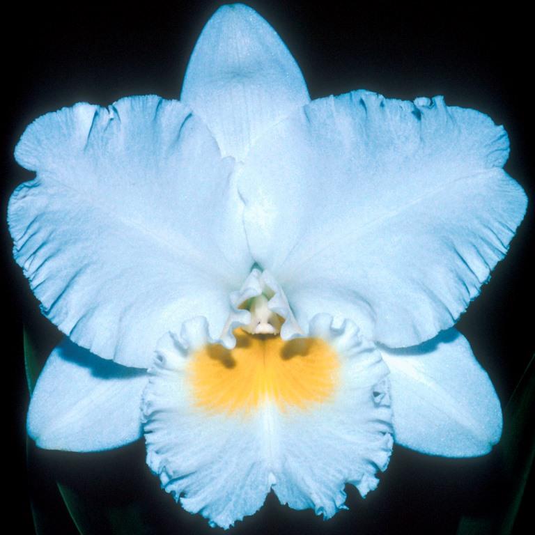 Rhyncholaeliocattleya Chincogan - HCC/AOC