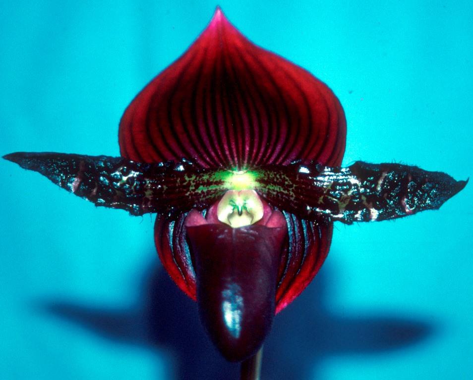 Paph Nighthawk