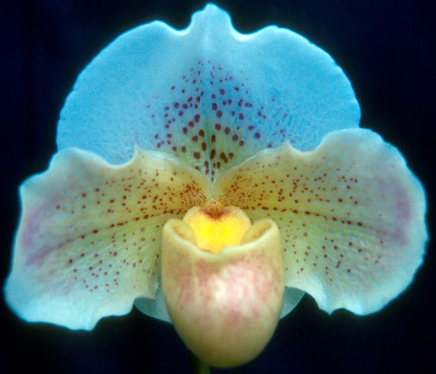 Paph Copperella
