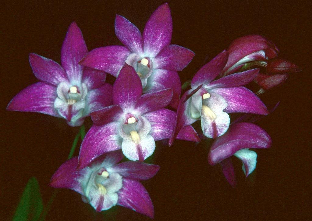 Dendrobium Jonathan's Glory