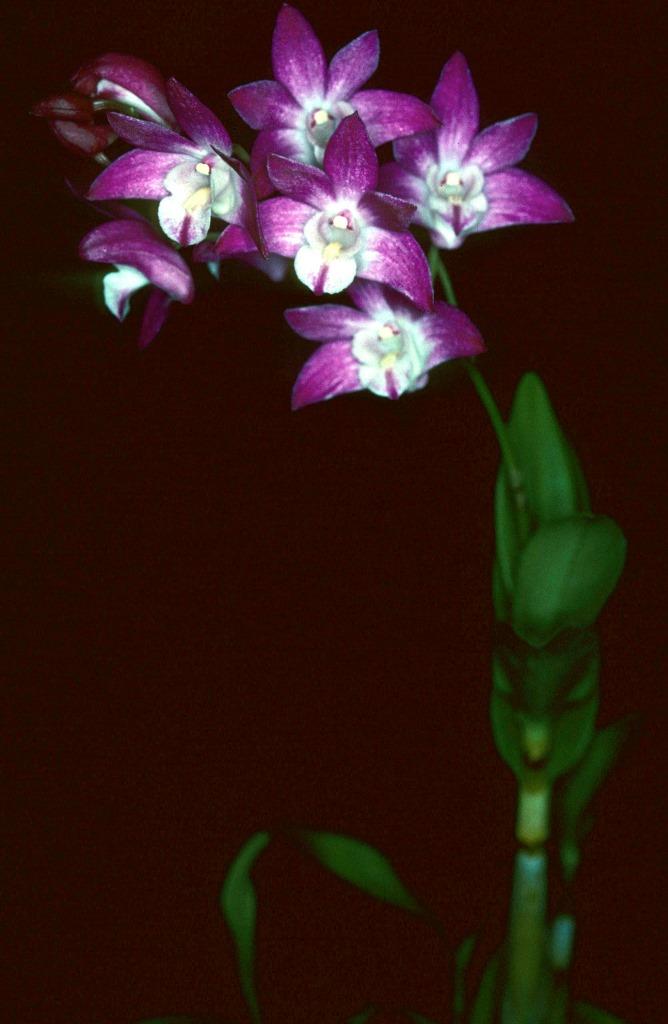 Dendrobium Jonathan's Glory - photo 2