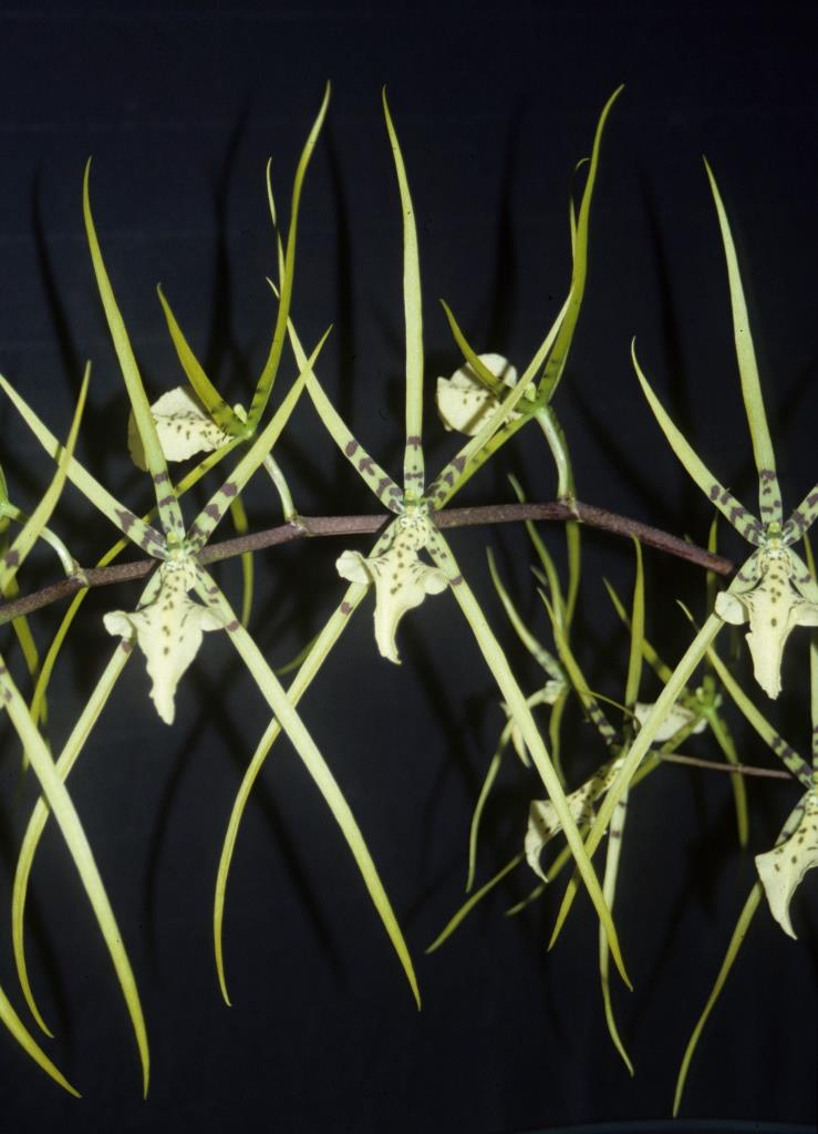 Brassia Rex 'Kyelle's Star'