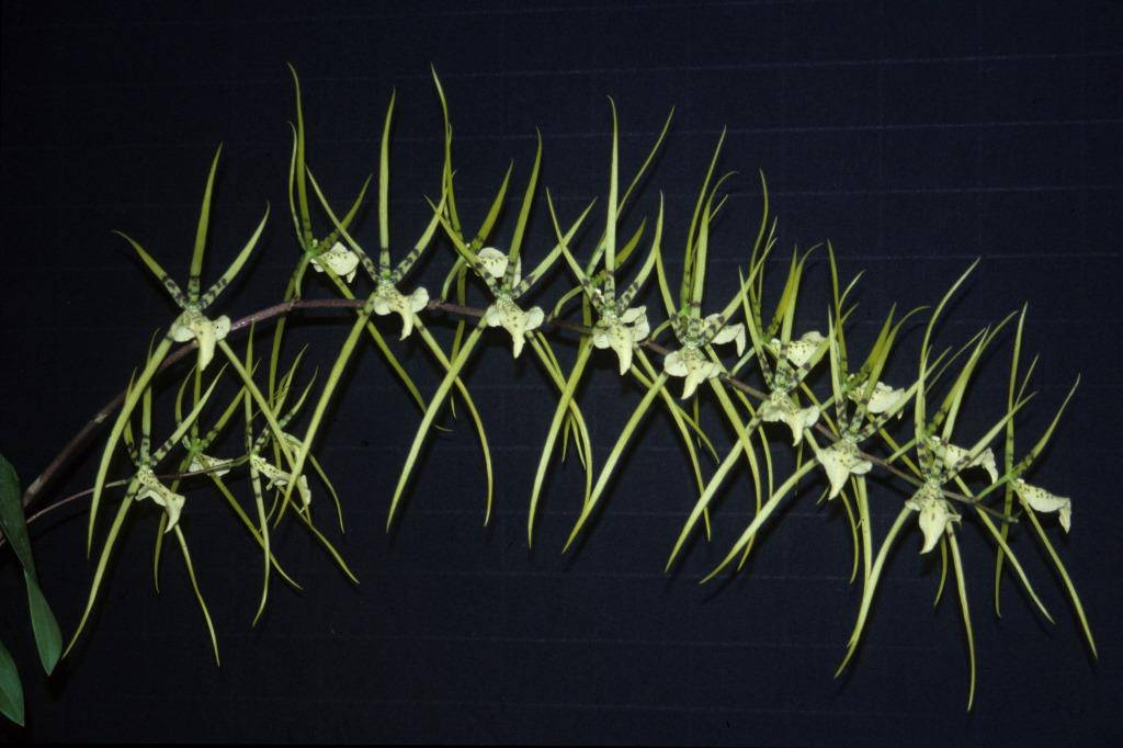 Brassia Rex 'Kyelle's Star' - photo 2