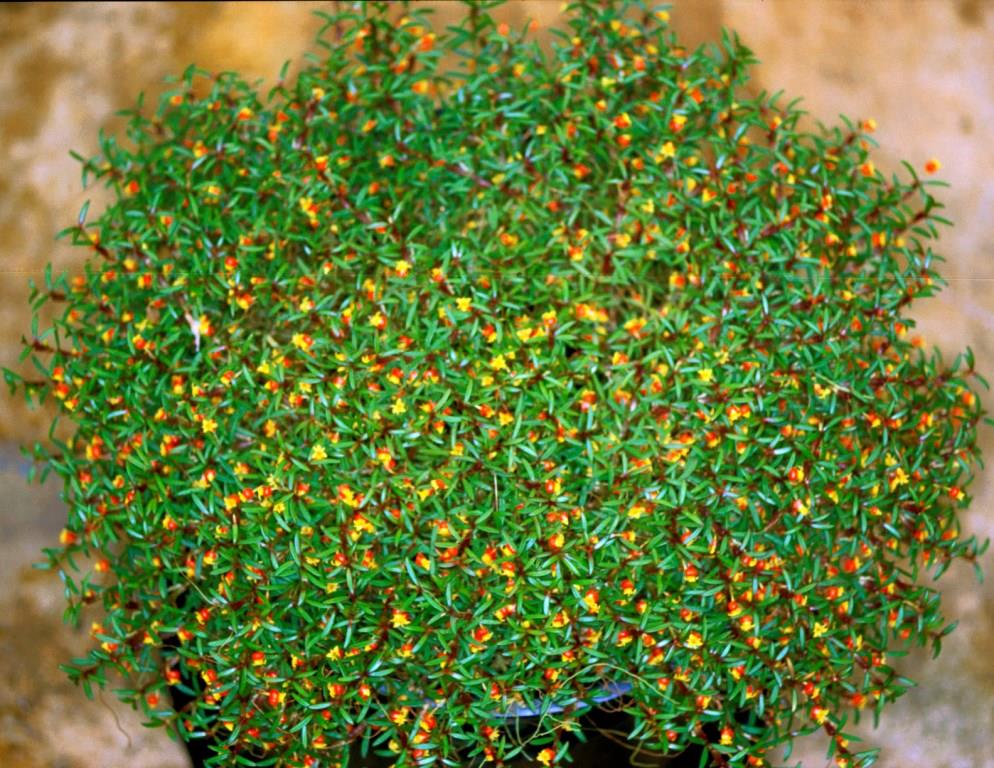 Mediocalcar decoratum - ACC/AOC