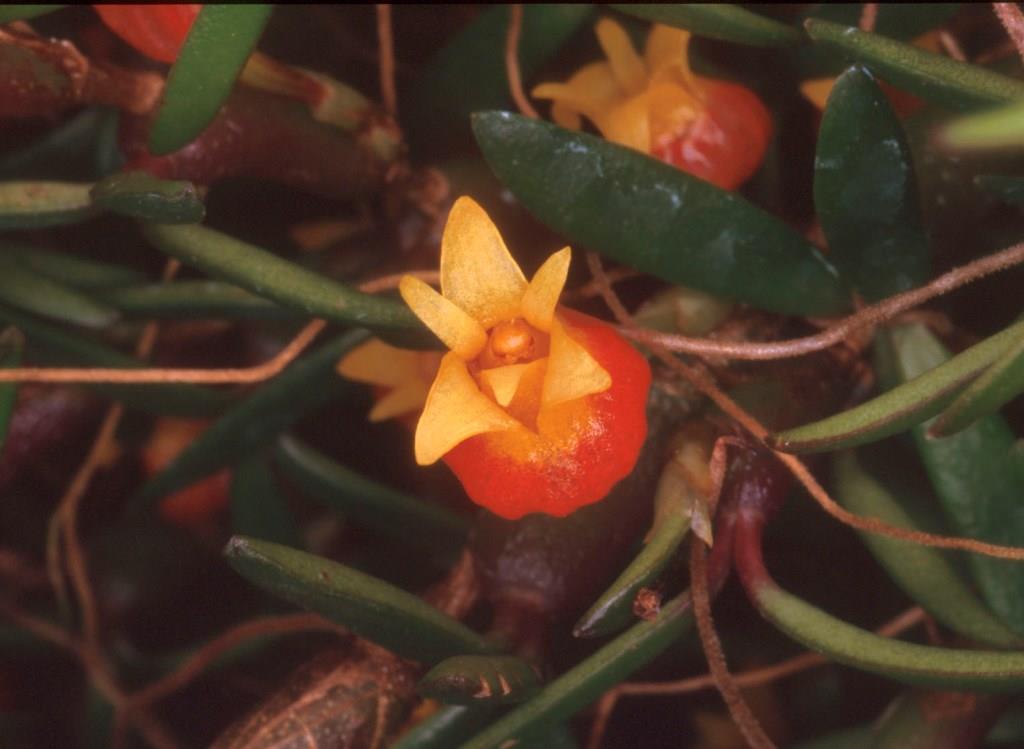 Mediocalcar decoratum - photo 2