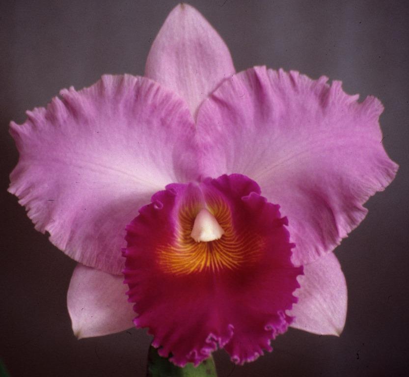 Rhyncholaeliocattleya Dundas - HCC/AOC