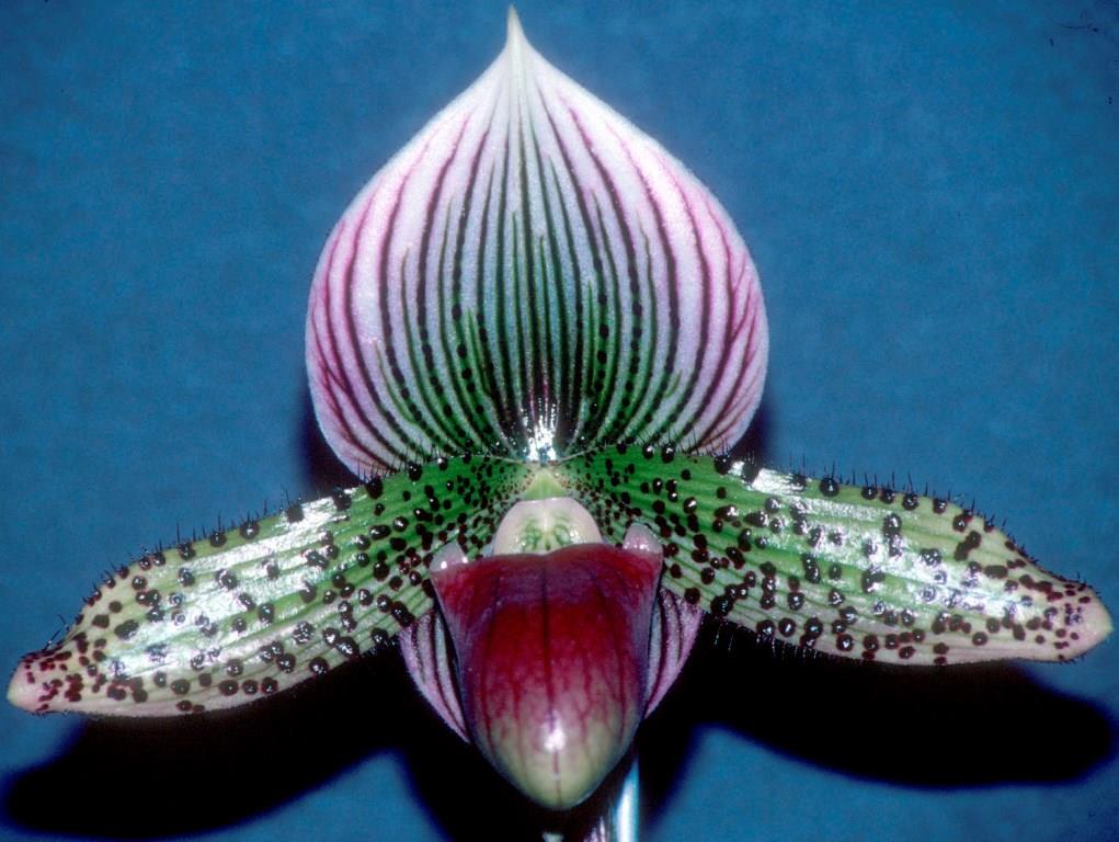 Paphiopedilum Makuli