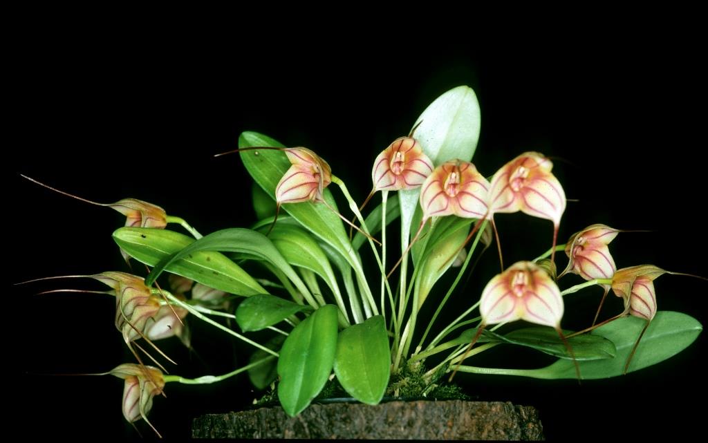 Masdevallia Tuakau Candy - photo 2