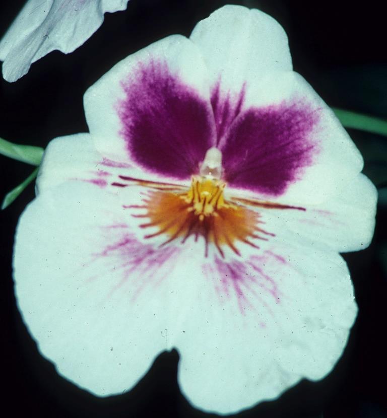 Miltoniopsis Arthur Cobbledick - HCC/AOC