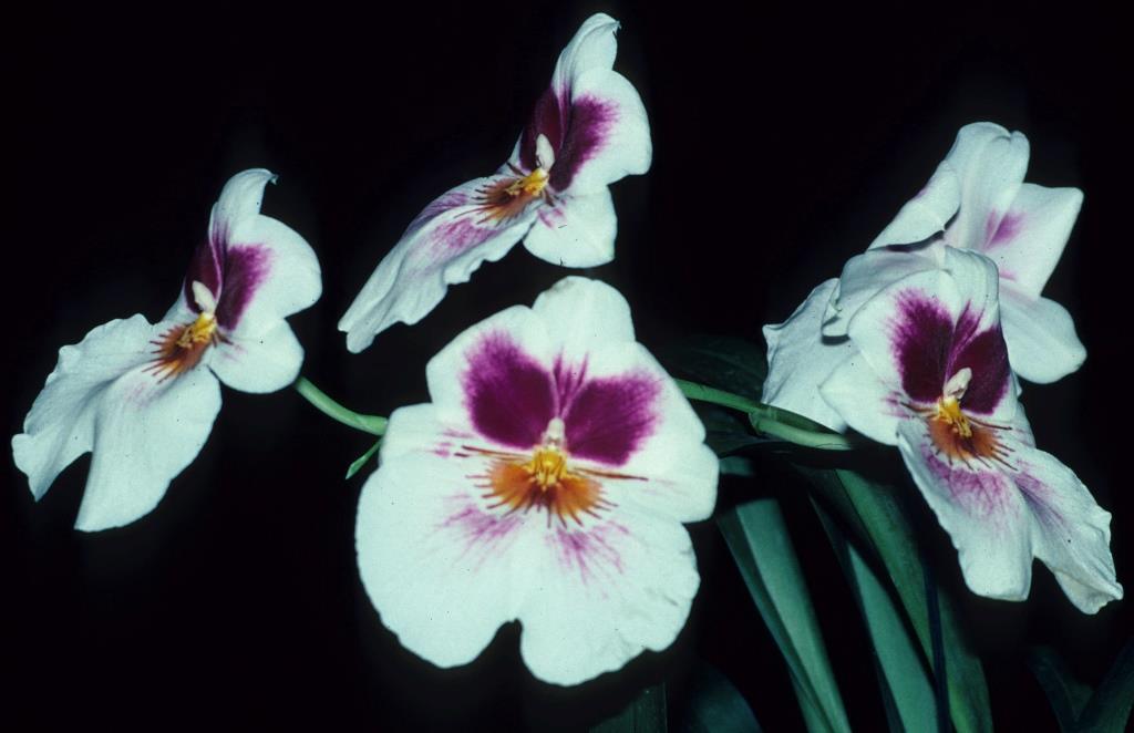 Miltoniopsis Arthur Cobbledick - photo 2