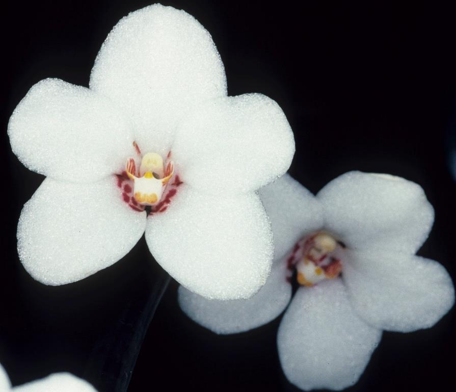 Sarcochilus harmannii