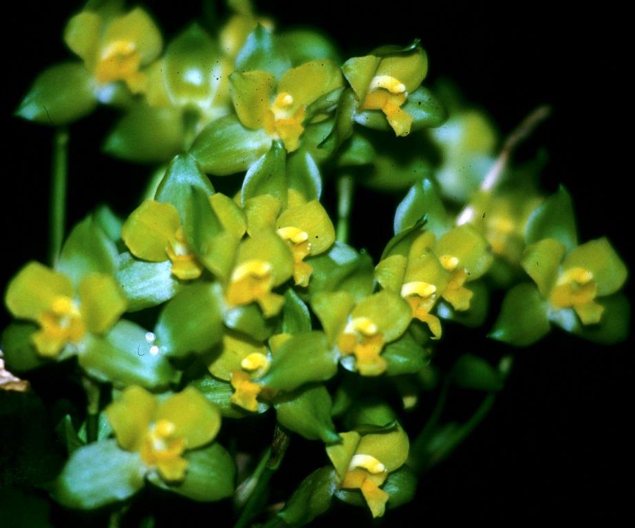Lycaste campbellii