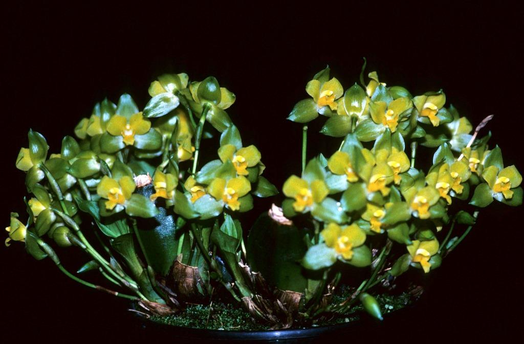 Lycaste campbellii - ACC/AOC