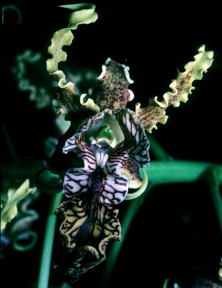 Dendrobium spectabile - HCC/AOC