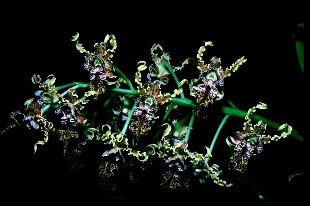 Dendrobium spectabile - photo 2