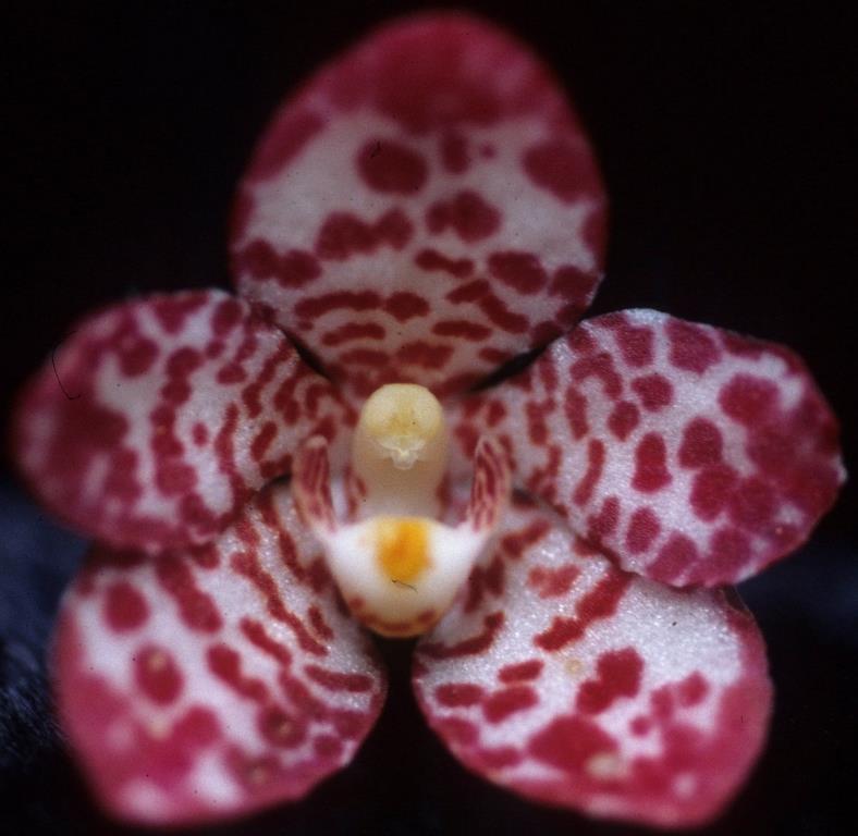 Sarcochilus Jeanne - HCC/AOC