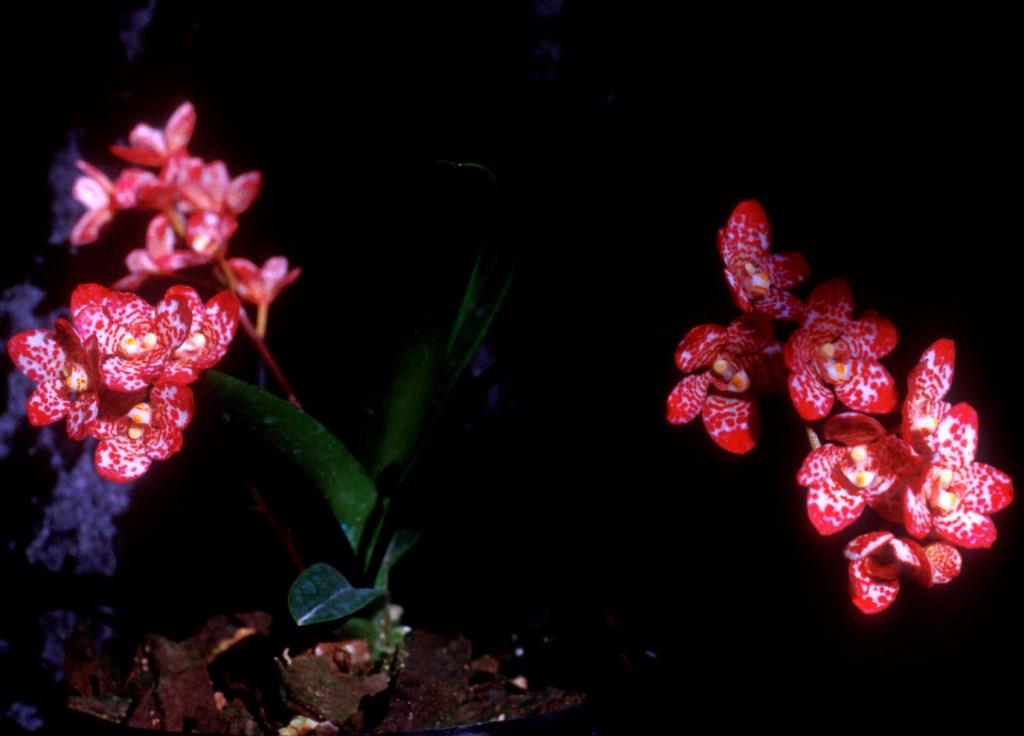 Sarcochilus Jeanne - ACC/AOC