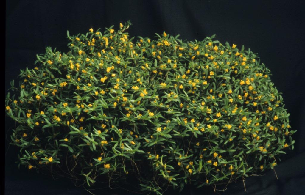 Mediocalcar decoratum - ACC/AOC