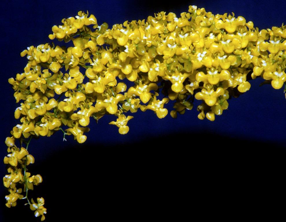 Oncidium cheirophorum - HCC/AOC