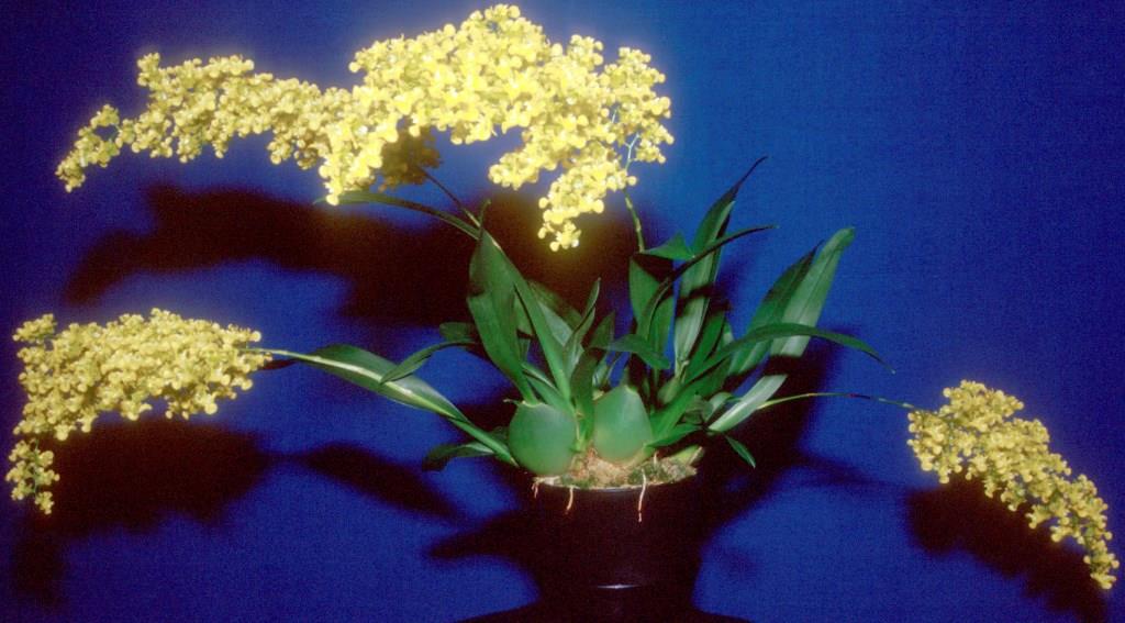 Oncidium cheirophorum - ACC/AOC