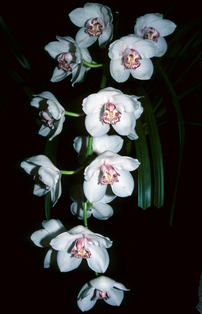 Cymbidium White Valley - photo 2