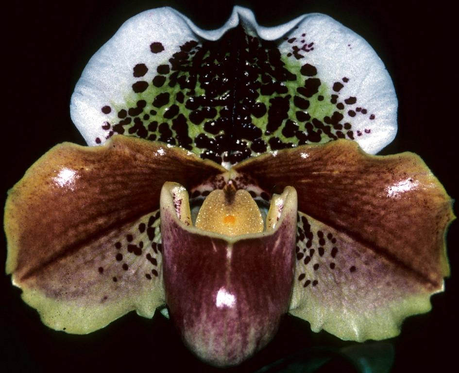 Paph Flinders Park