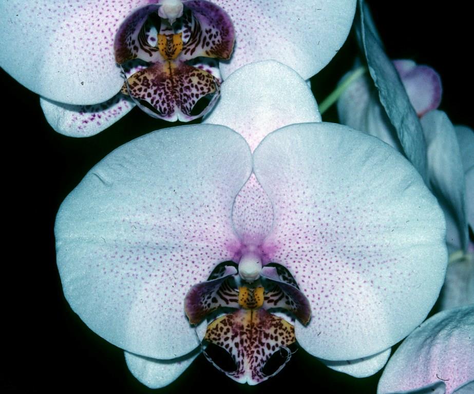 Phal Double Delight