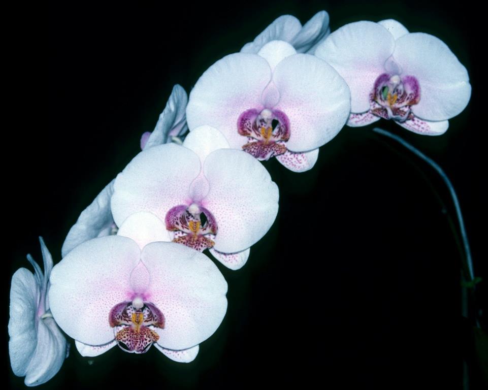Phalaenopsis Double Delight - photo 2