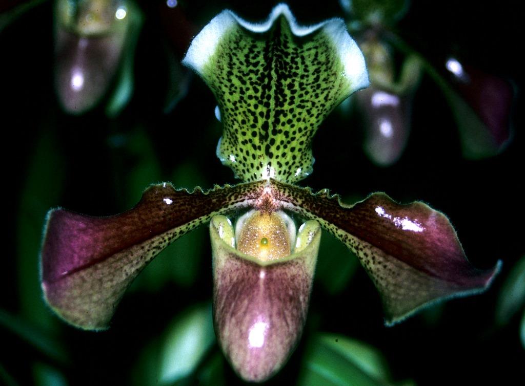 Paph Chouvetii