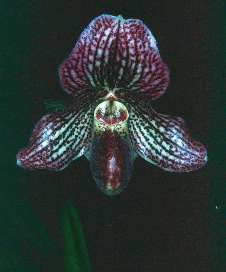 Paphiopedilum Iona