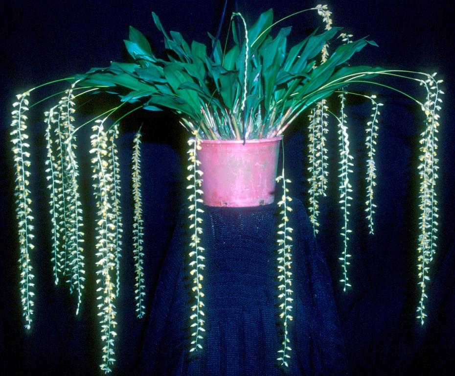 Coelogyne cobbiana - ACC/AOC