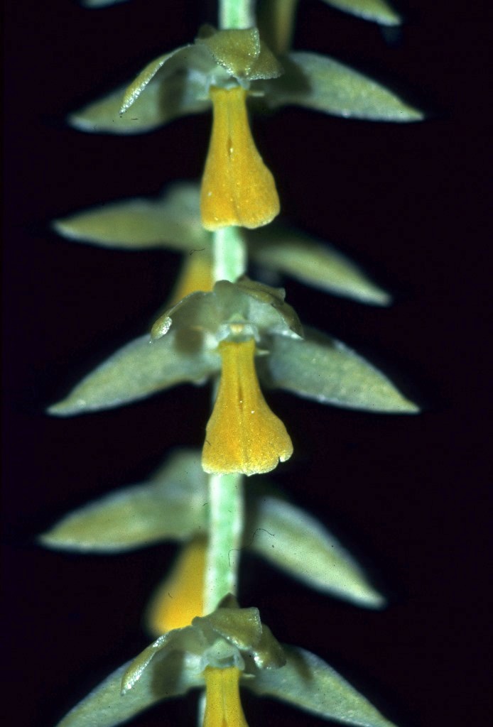 Coelogyne cobbiana - photo 2