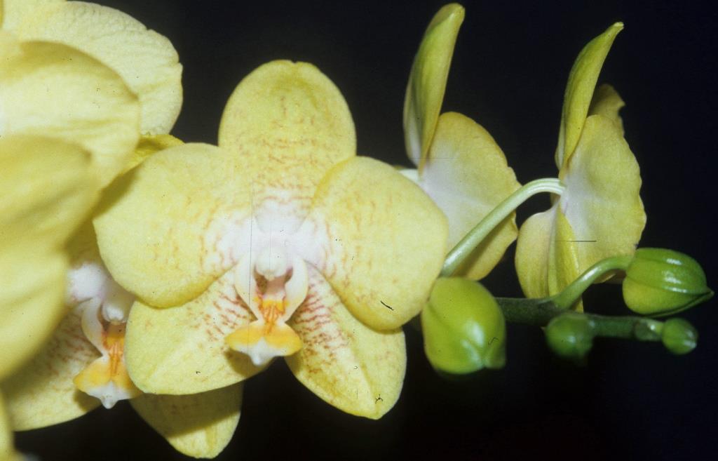 Phalaenopsis Taipei Gold