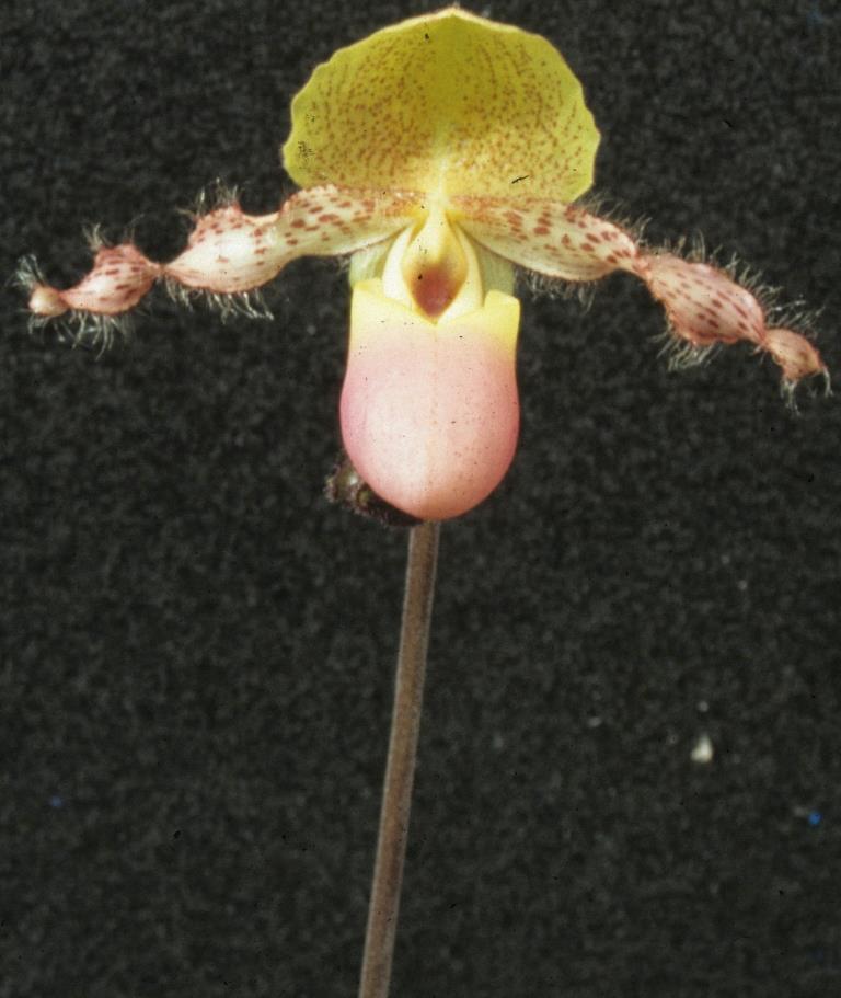 Paphiopedilum moquetteanum - AM/AOC