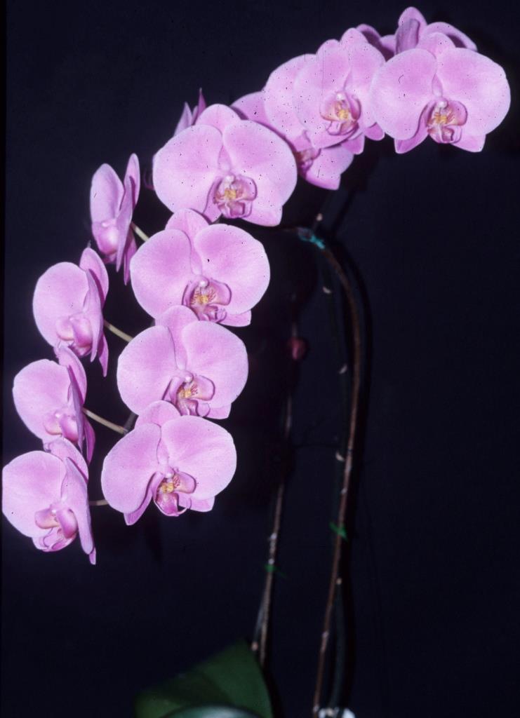 Phalaenopsis Ruth Wessely - photo 2