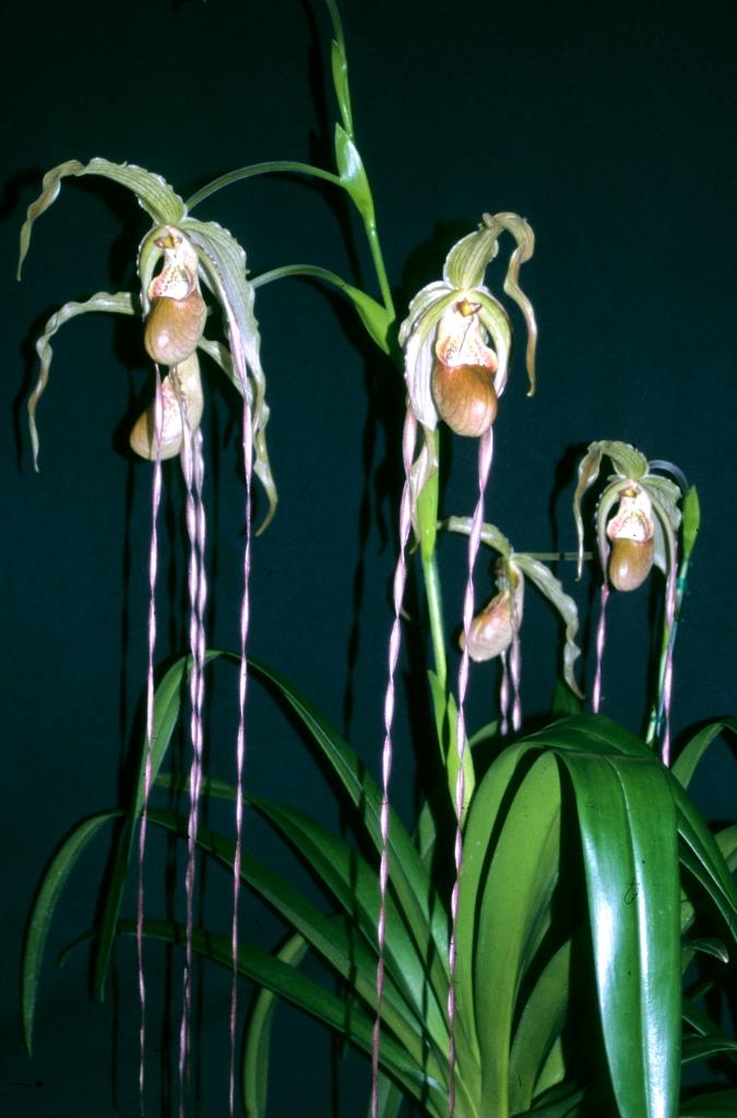 Phragmipedium Grande - AM/AOC