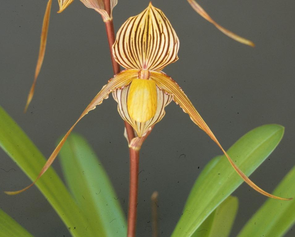 Paph Saint Swithin