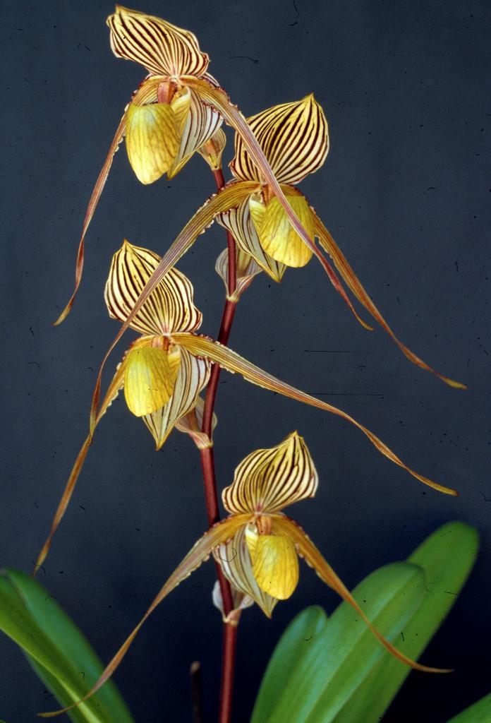 Paphiopedilum Saint Swithin - photo 2