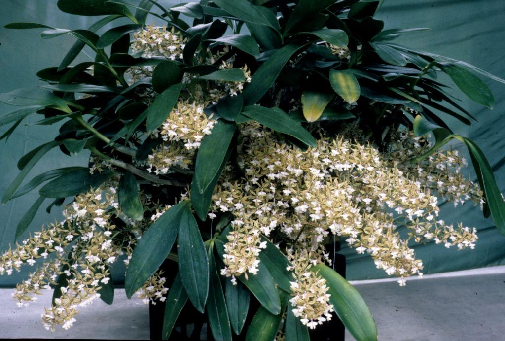 Epidendrum stamfordianum - ACC/AOC