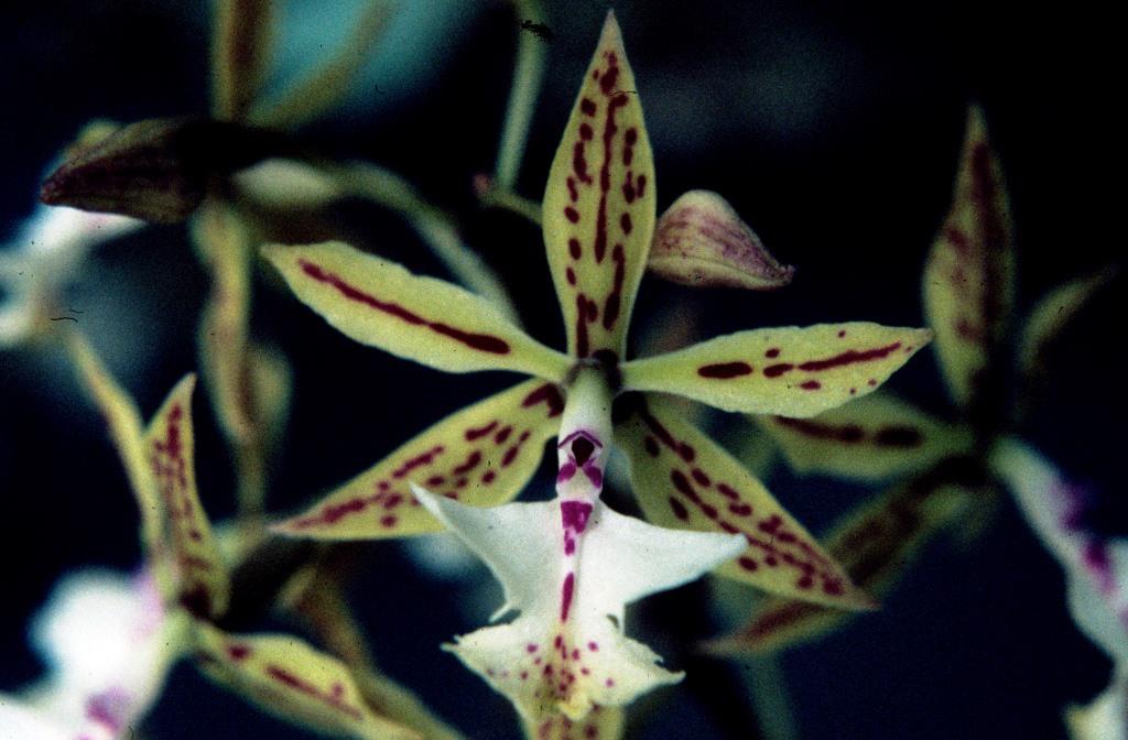 Epidendrum stamfordianum - photo 2