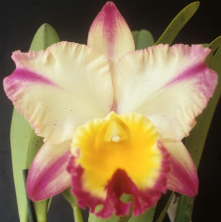 Rlc Aussie Sunrise T'nt