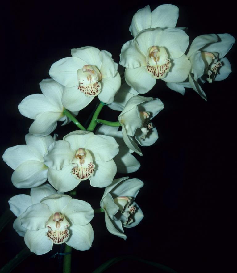 Cymbidium Strath Wonder - photo 2
