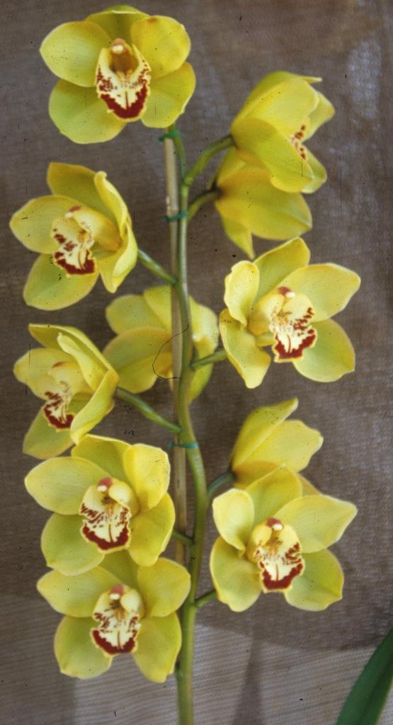 Cymbidium Kellys Winter - photo 2