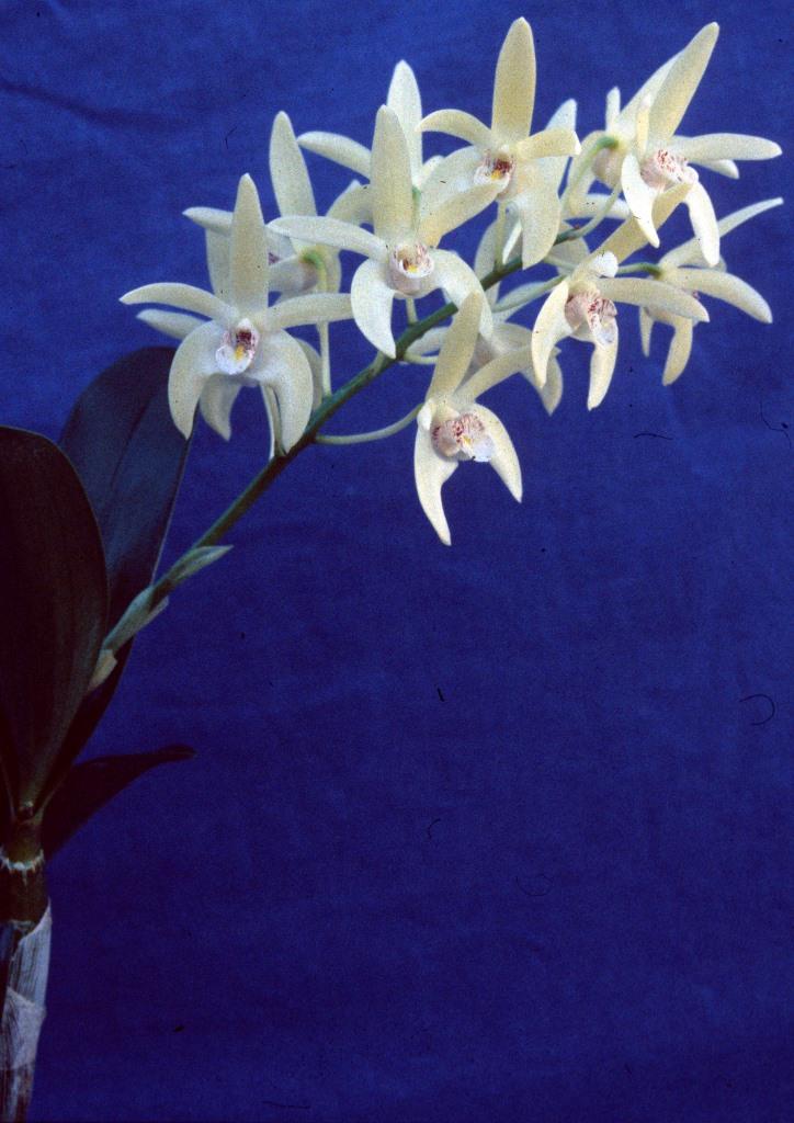 Dendrobium Kayla - photo 2